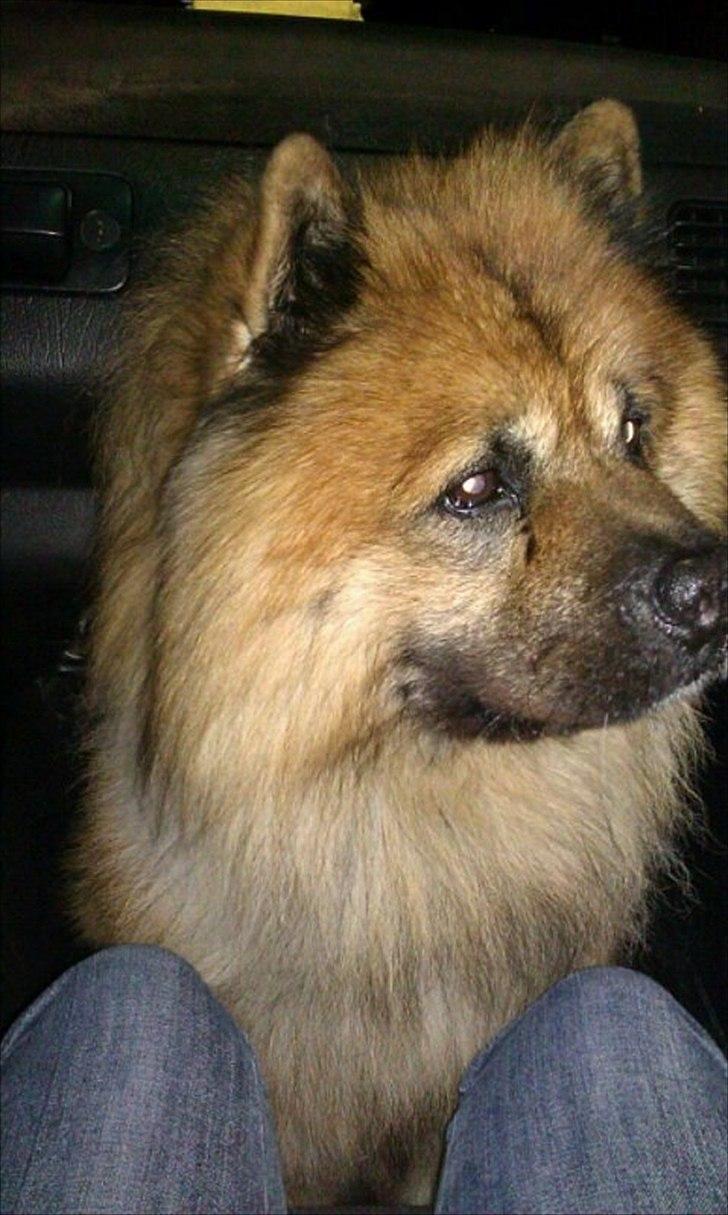 Chow chow Lucky billede 2