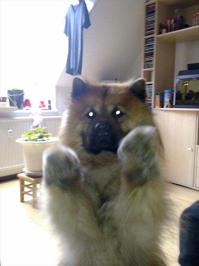 Chow chow Lucky billede 3