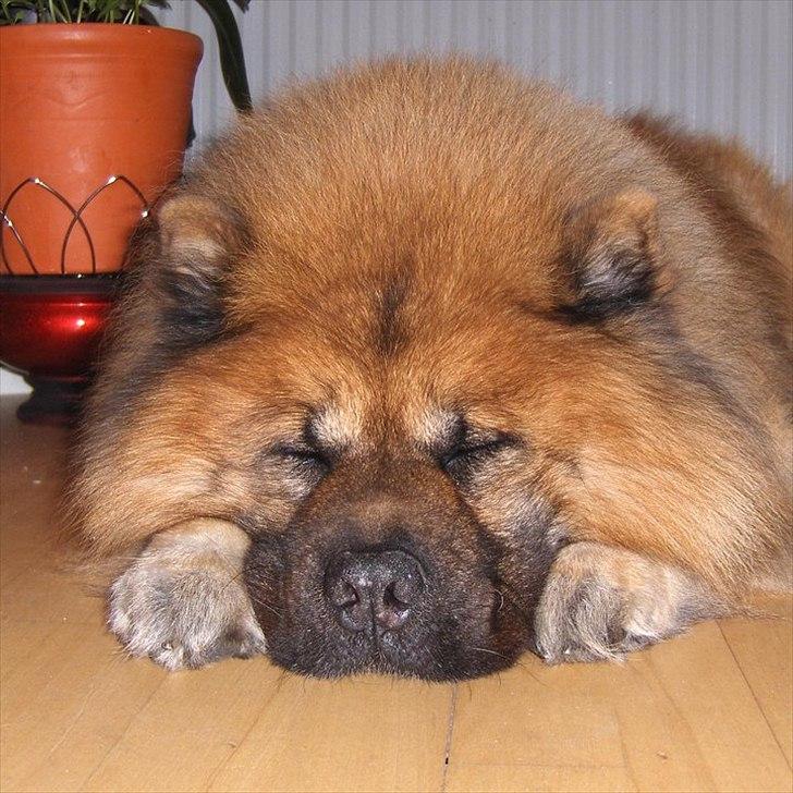 Chow chow Lucky billede 4
