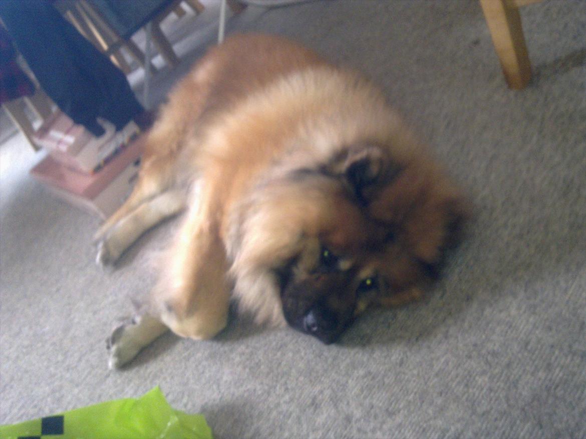 Chow chow Lucky billede 5