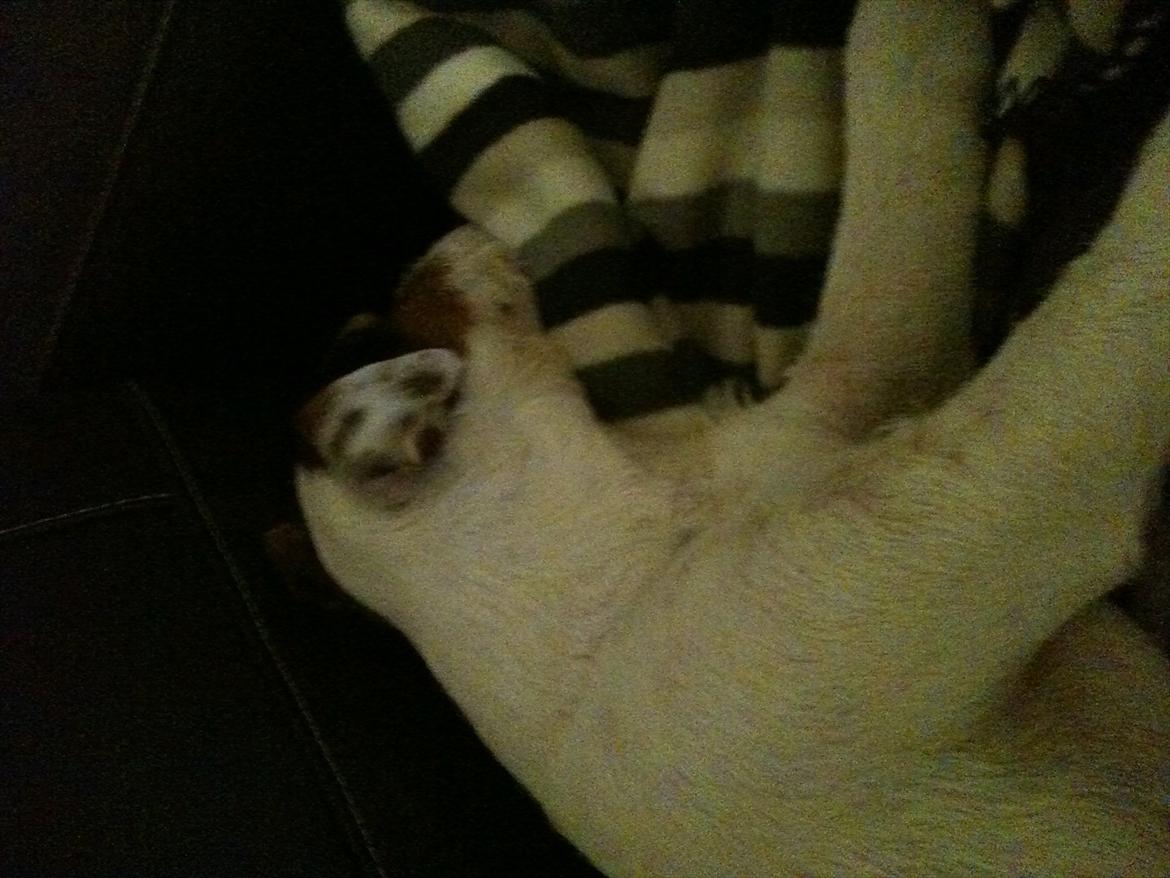 Jack russell terrier Tjalfe. - Zzzzzzz..... billede 5