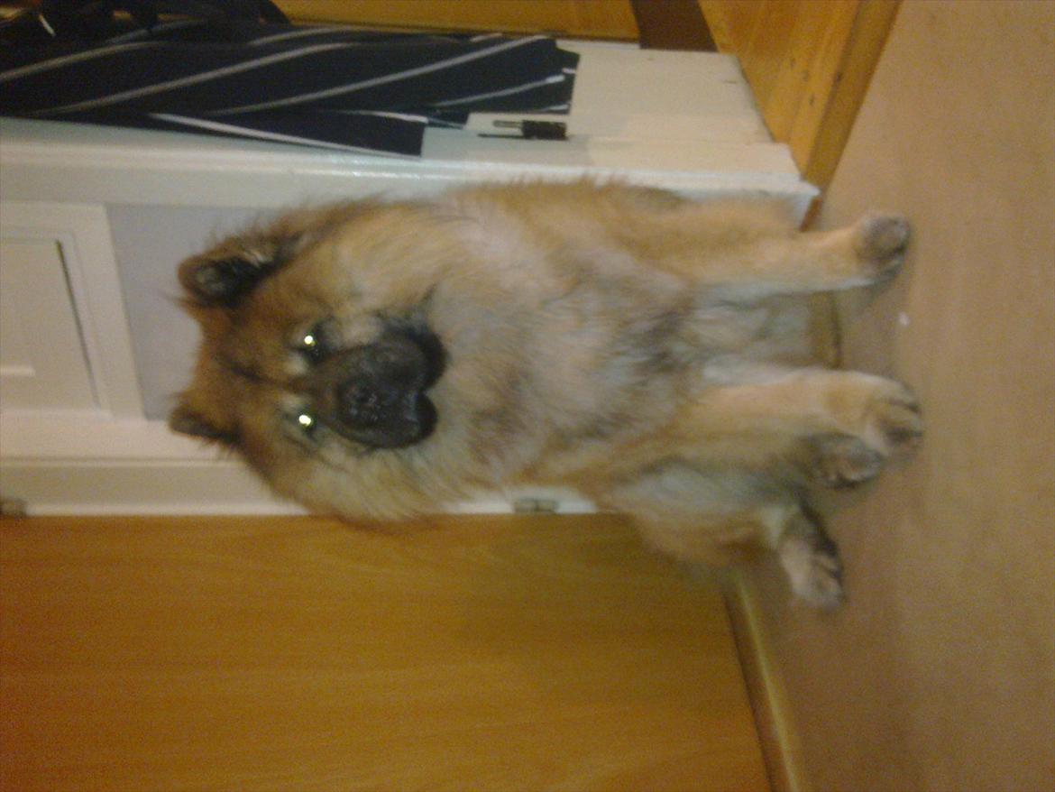 Chow chow Lucky billede 6