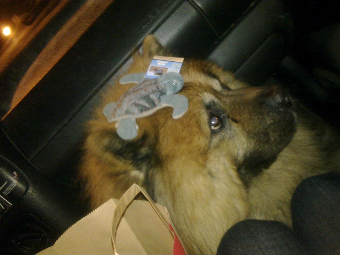 Chow chow Lucky billede 7