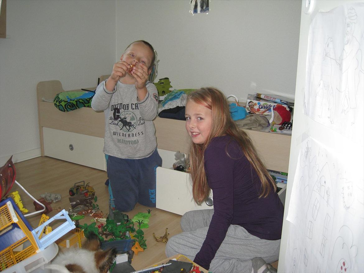 Papillon Pluto billede 11