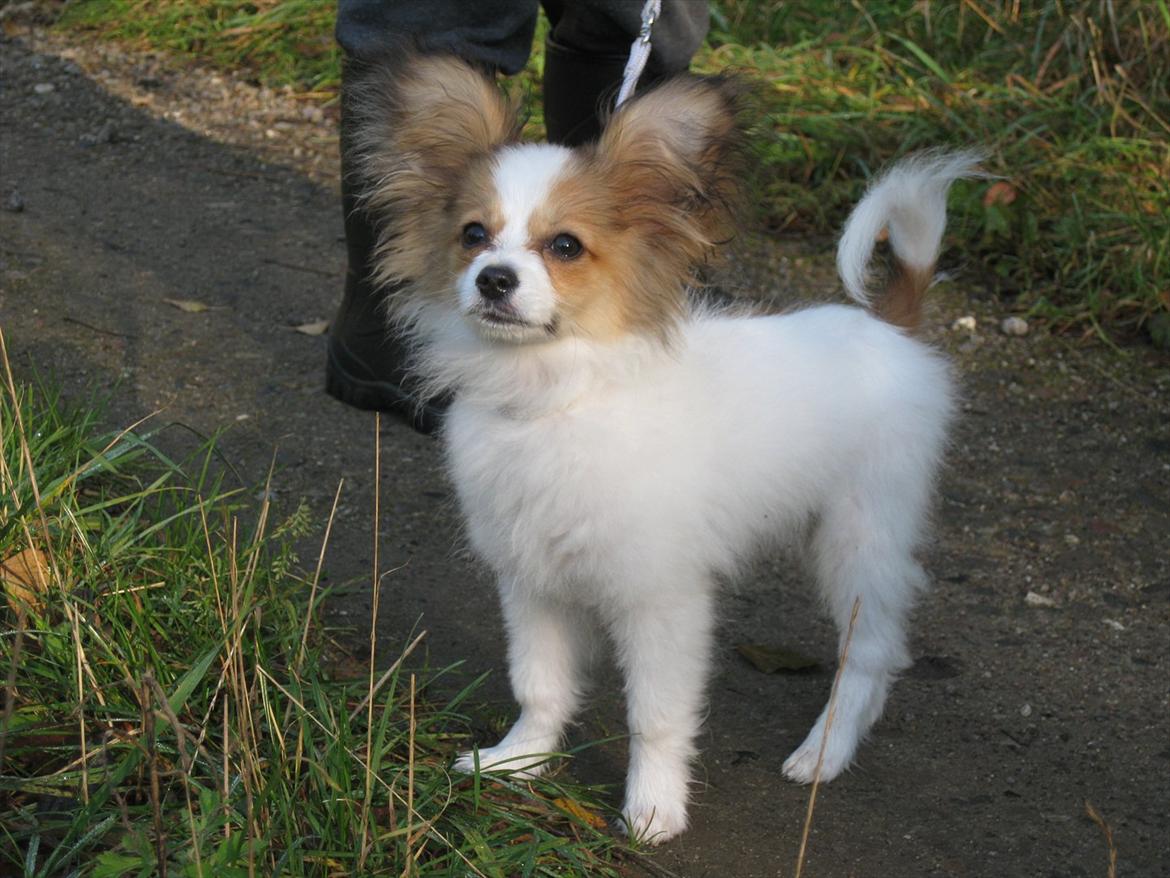 Papillon Pluto billede 12