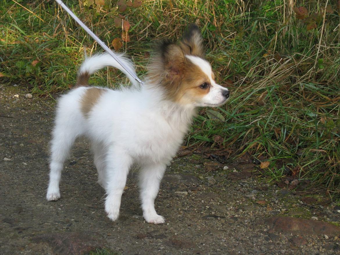 Papillon Pluto billede 13