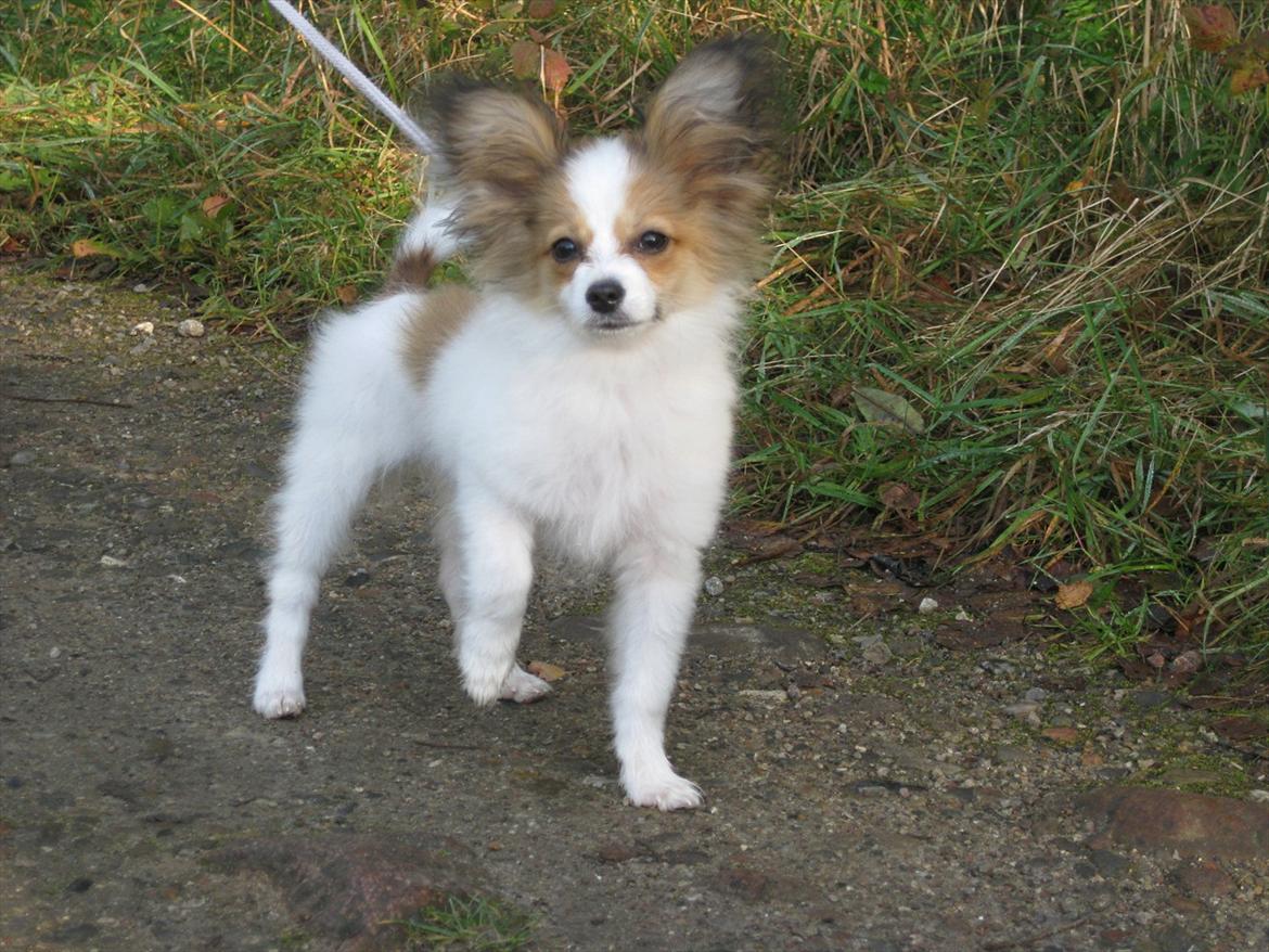 Papillon Pluto billede 14