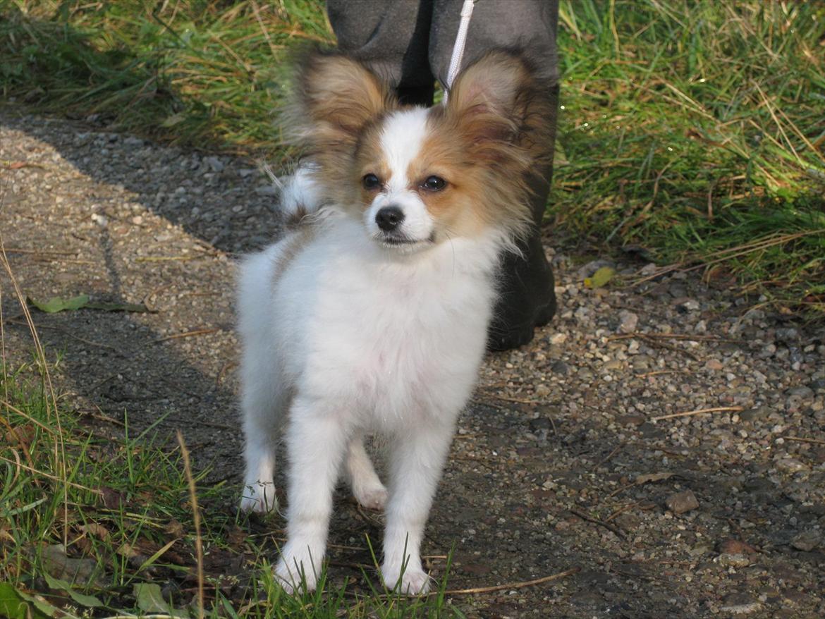 Papillon Pluto billede 15