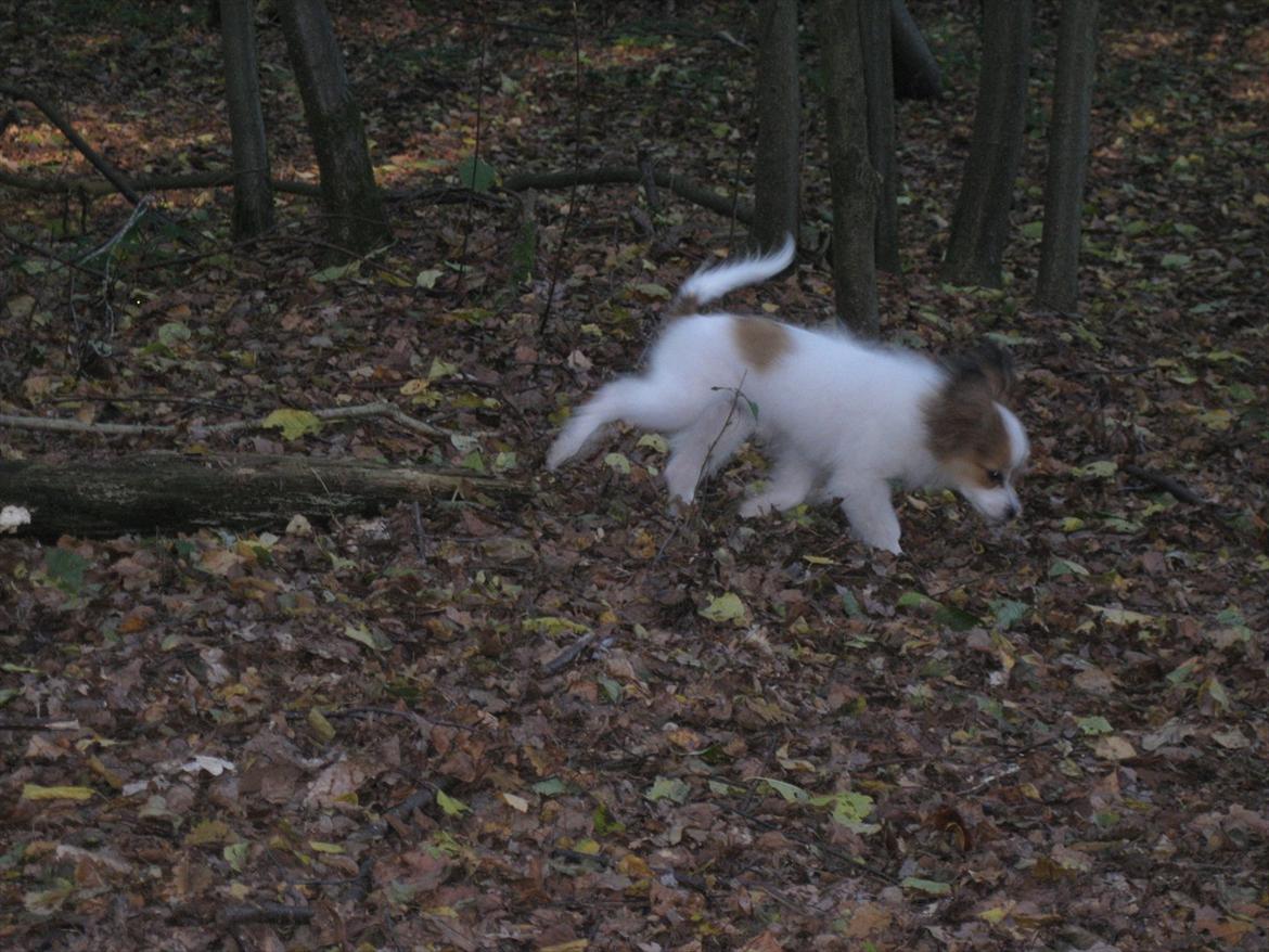 Papillon Pluto billede 16