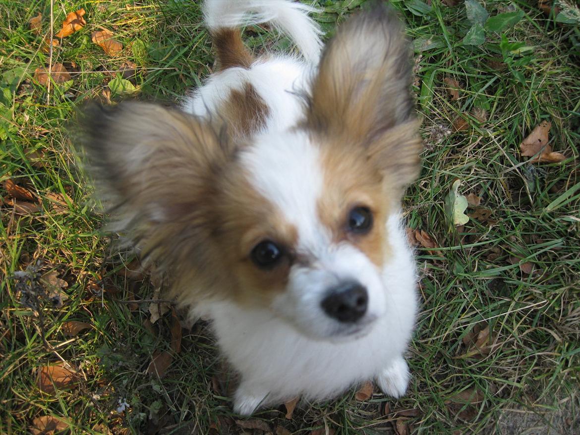 Papillon Pluto billede 17