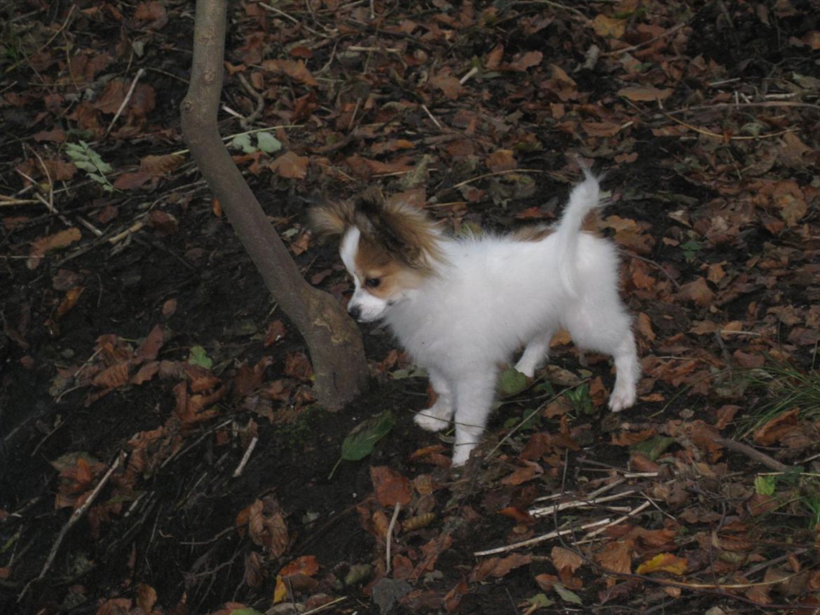 Papillon Pluto billede 18