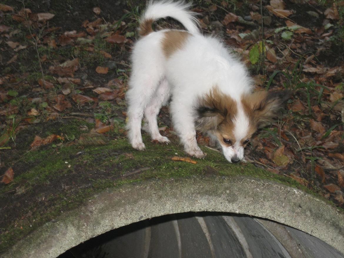 Papillon Pluto billede 19