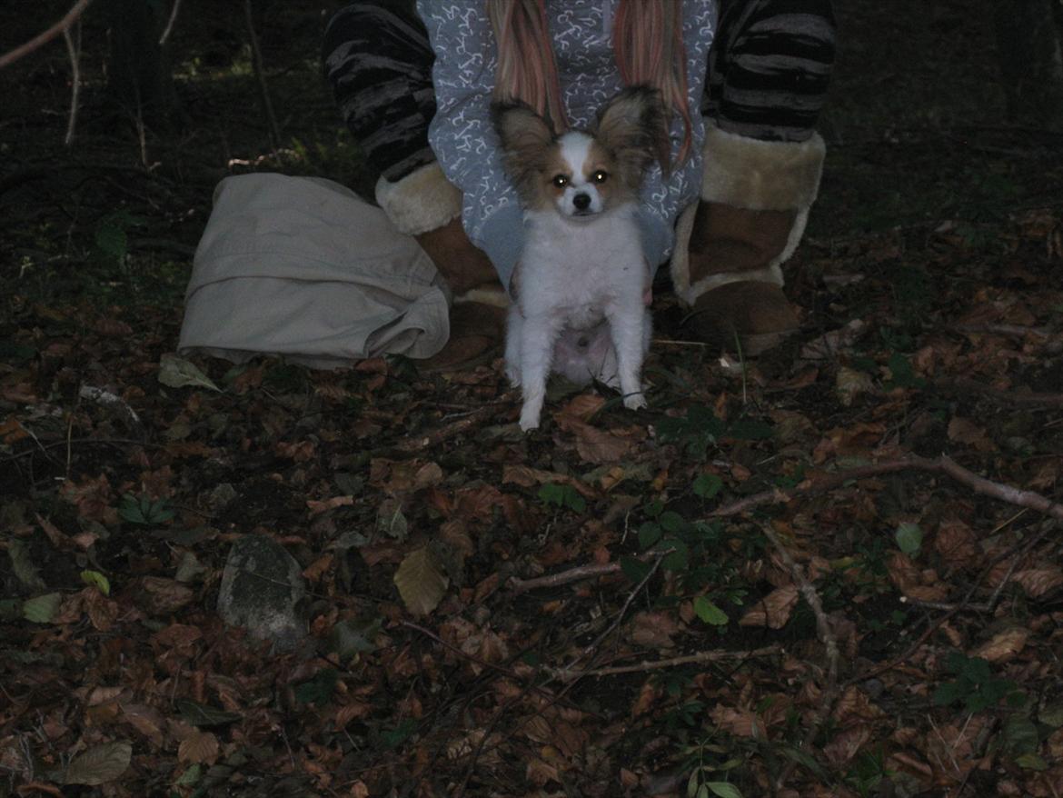 Papillon Pluto billede 20