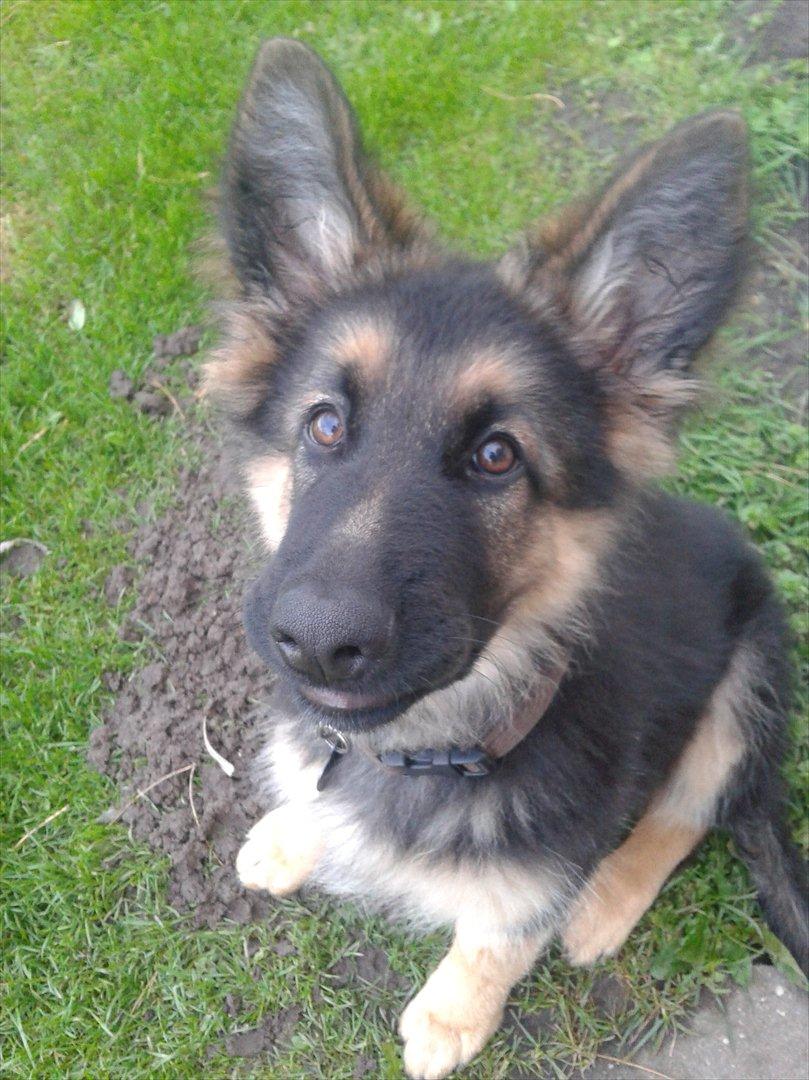 Schæferhund Balder billede 9