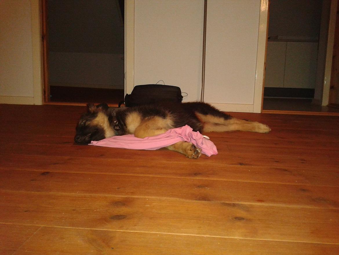 Schæferhund Balder billede 10