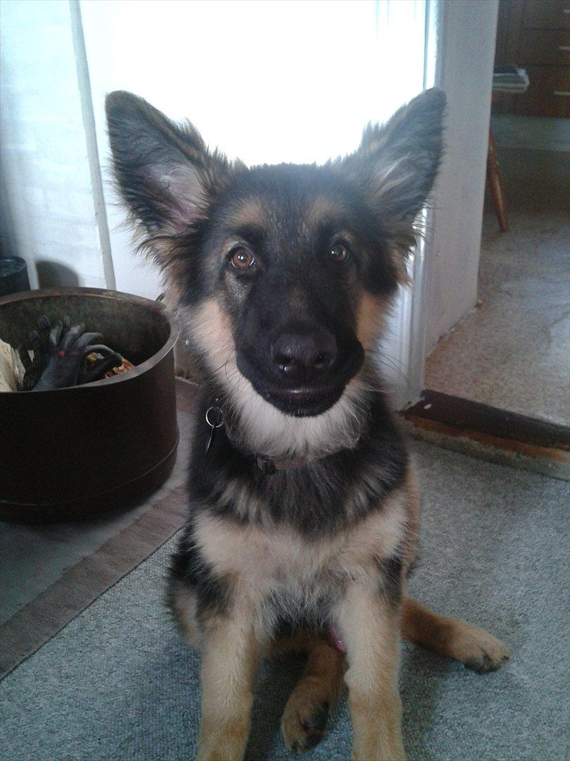 Schæferhund Balder billede 11