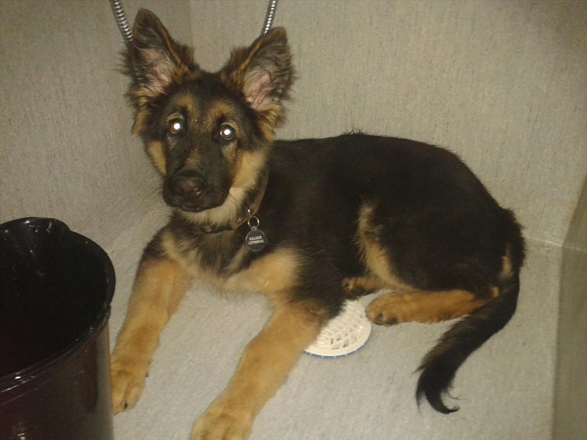 Schæferhund Balder billede 12