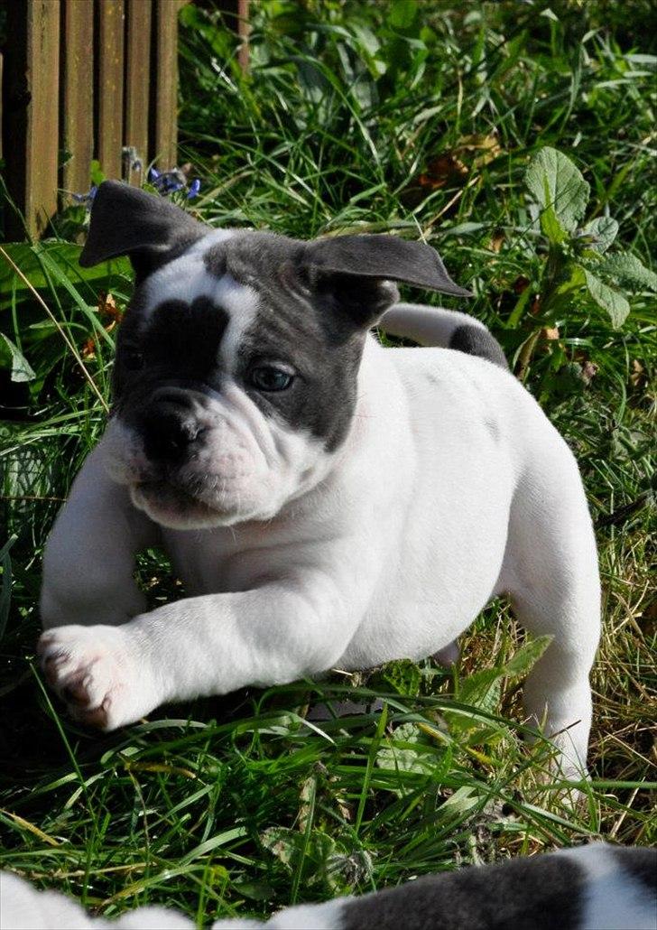 Olde english bulldogge Hugh Hefner - 6 uger billede 14
