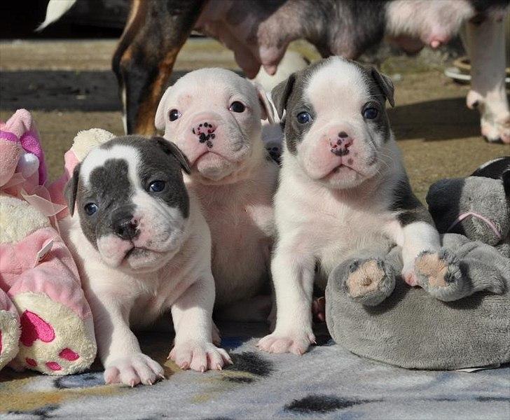 Olde english bulldogge Hugh Hefner - 3 1/2 uger billede 15