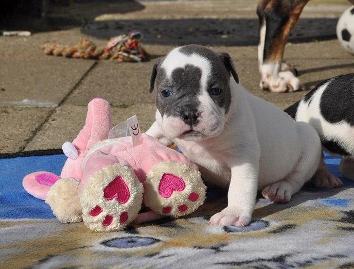 Olde english bulldogge Hugh Hefner - 3 1/2 uger billede 16