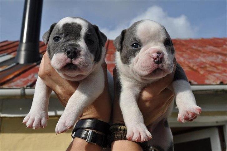 Olde english bulldogge Hugh Hefner - 3 1/2 uger billede 17