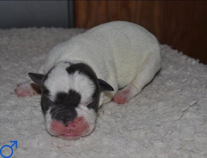 Olde english bulldogge Hugh Hefner - Nyfødt billede 18