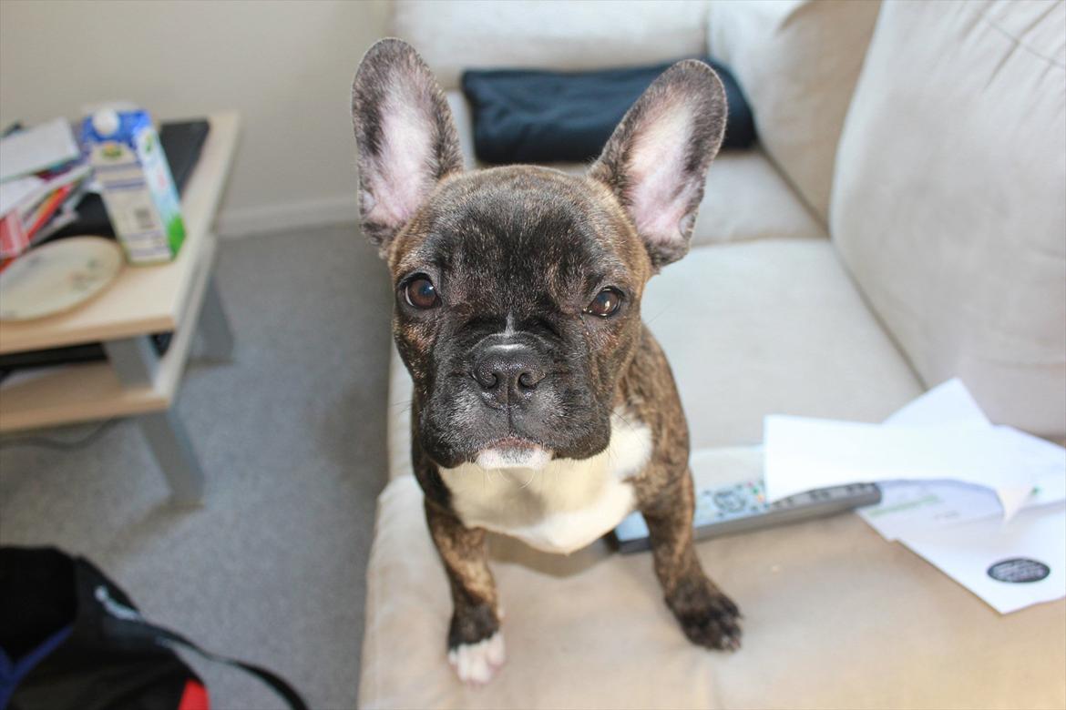 Fransk bulldog Vega - Vega 4 mdr. billede 6