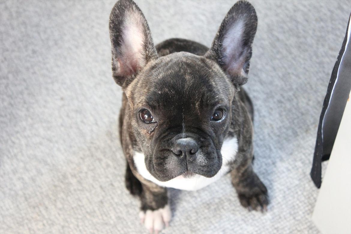 Fransk bulldog Vega - Vega 4 mdr.  billede 7