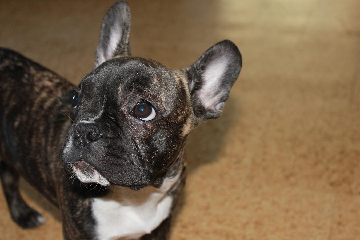 Fransk bulldog Vega - Vega 4 mdr. - rigtige hundeøjne <3 billede 8