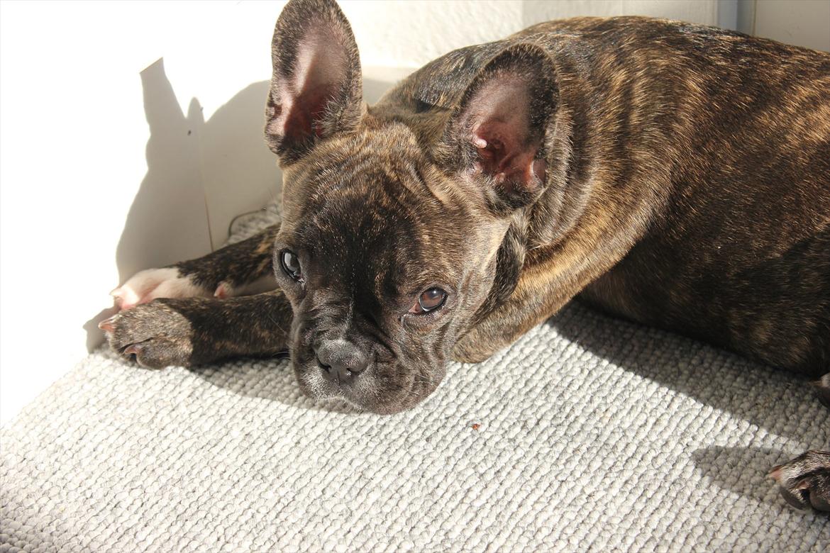 Fransk bulldog Vega - Vega 4 mdr. billede 9