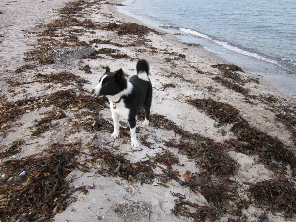 Karelsk bjørnehund Bjørnehusets Iluk  billede 18