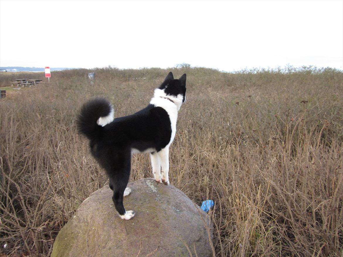 Karelsk bjørnehund Bjørnehusets Iluk  billede 19