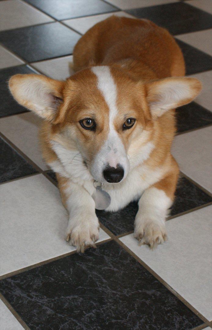 Welsh corgi pembroke jackie - min dejlige jackie billede 1