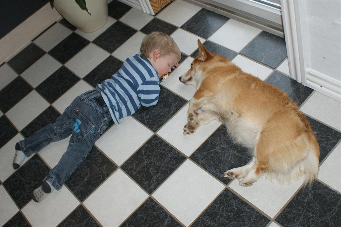 Welsh corgi pembroke jackie billede 2