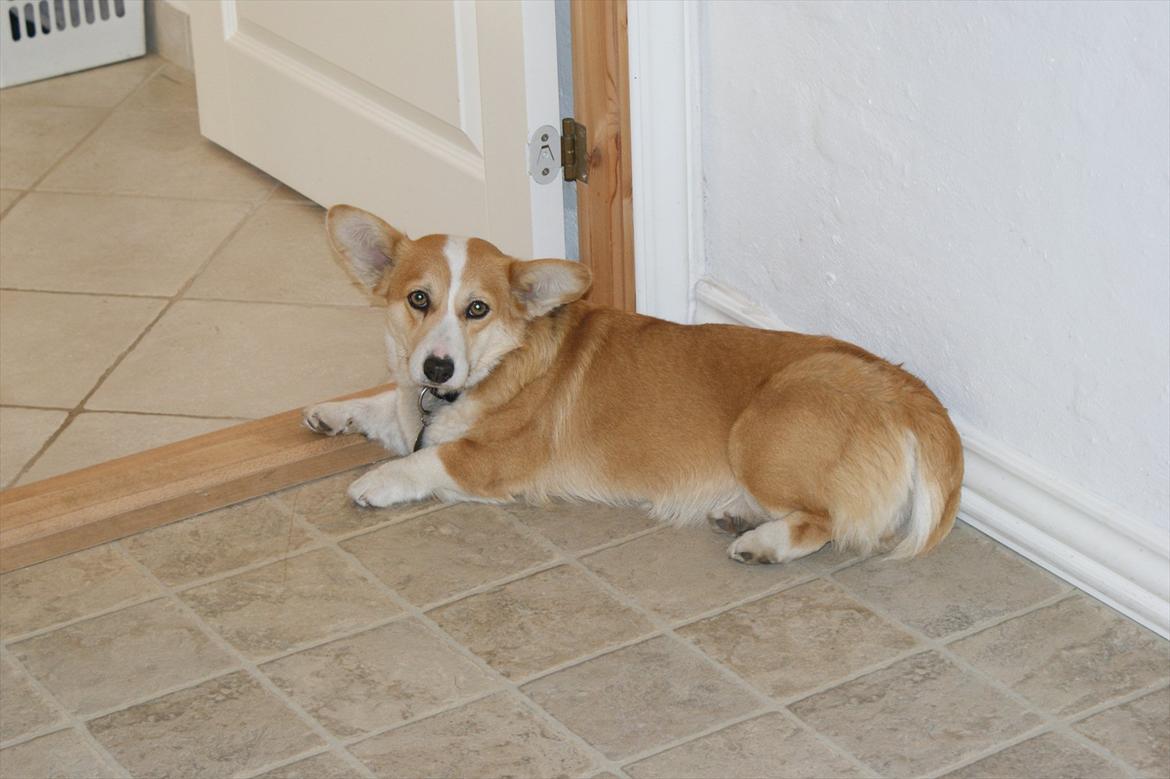 Welsh corgi pembroke jackie billede 3