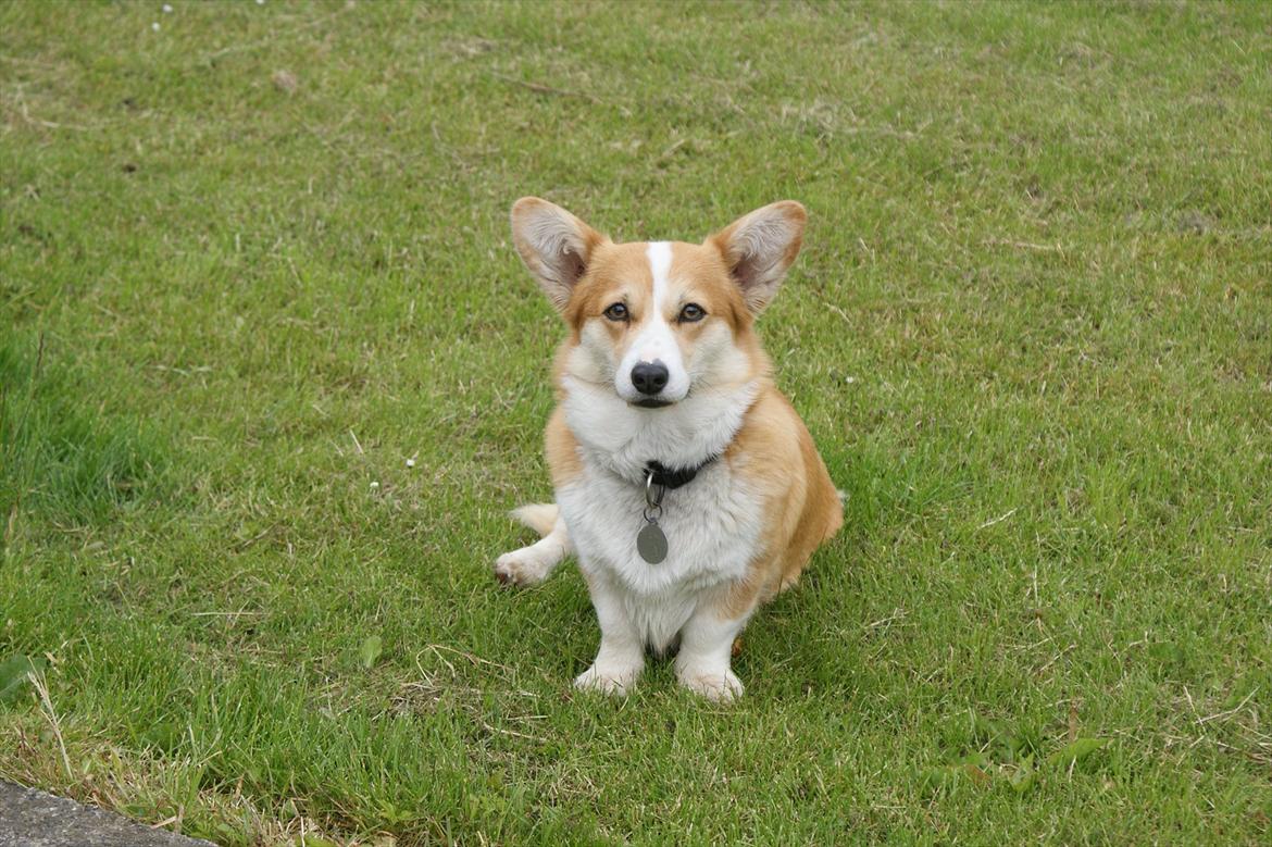 Welsh corgi pembroke jackie billede 4