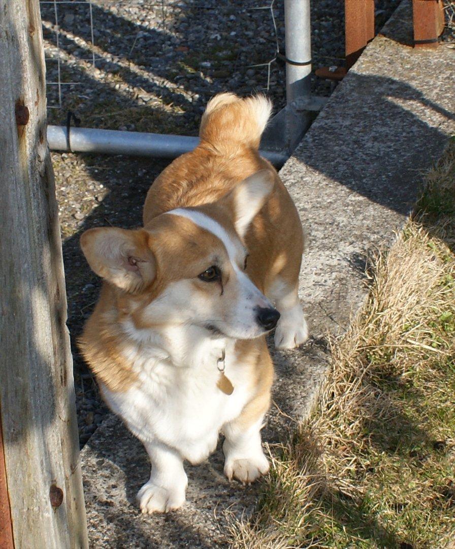 Welsh corgi pembroke jackie billede 5