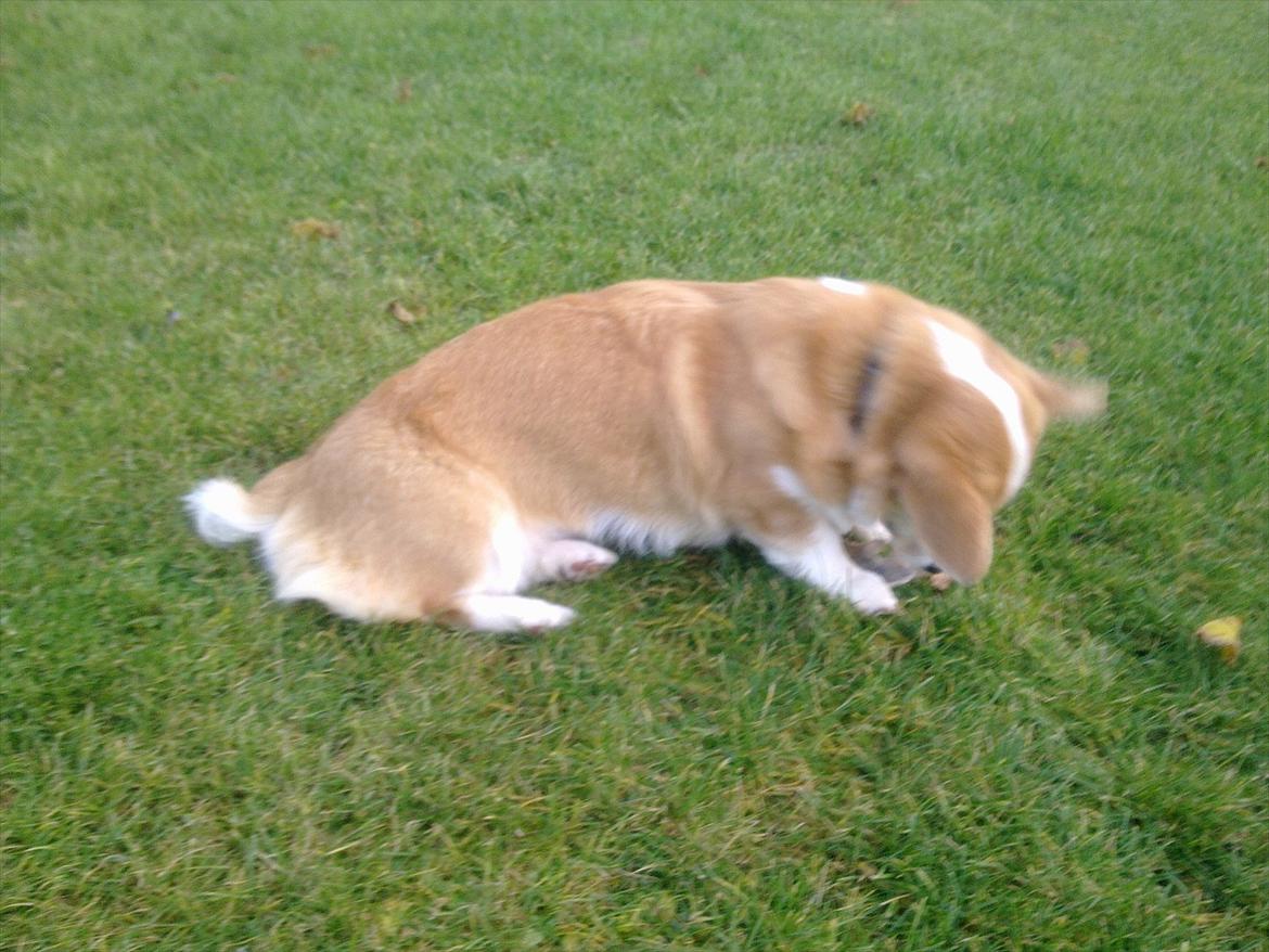 Welsh corgi pembroke jackie billede 6