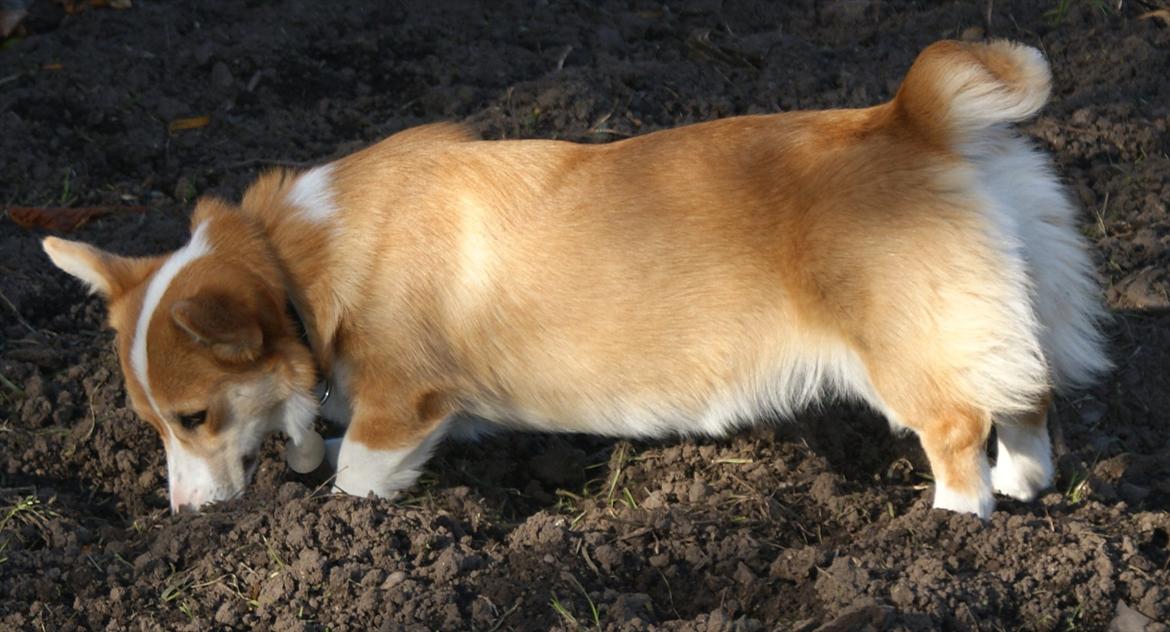 Welsh corgi pembroke jackie billede 7