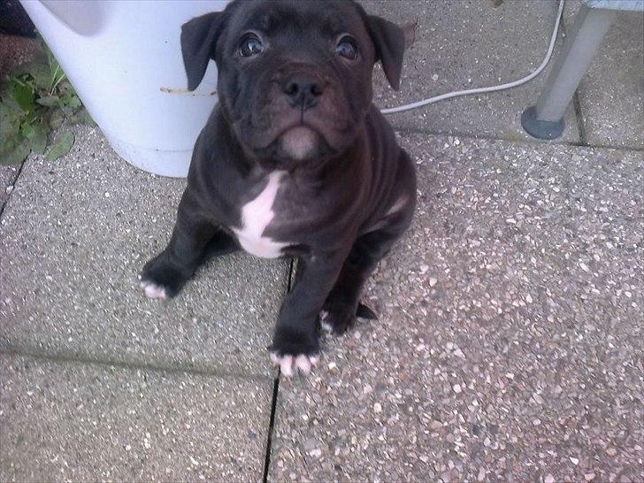 Staffordshire bull terrier Akeela billede 4