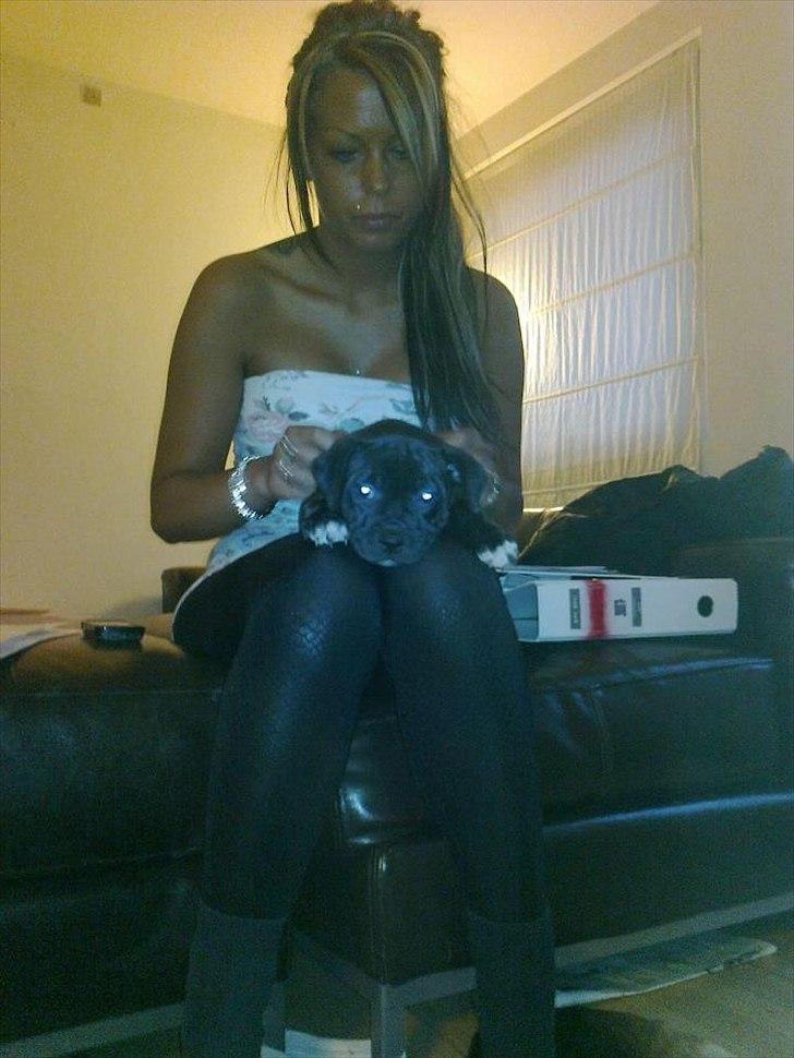 Staffordshire bull terrier Akeela billede 5