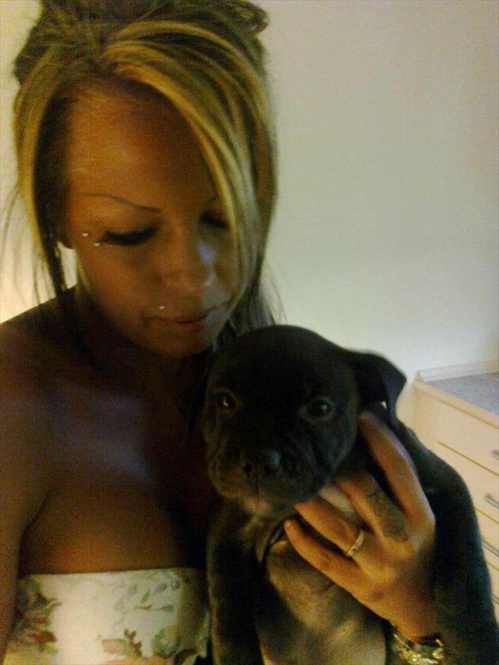 Staffordshire bull terrier Akeela billede 6