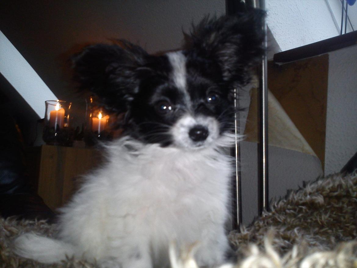 Papillon Putte - Det første billede af Putte (: ca 45 min efter jeg fik hende (:  billede 2