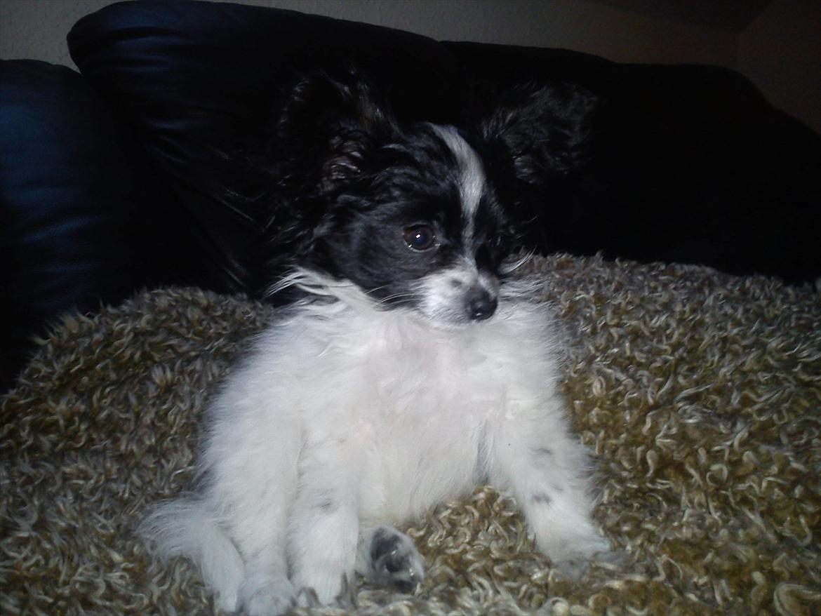 Papillon Putte billede 3