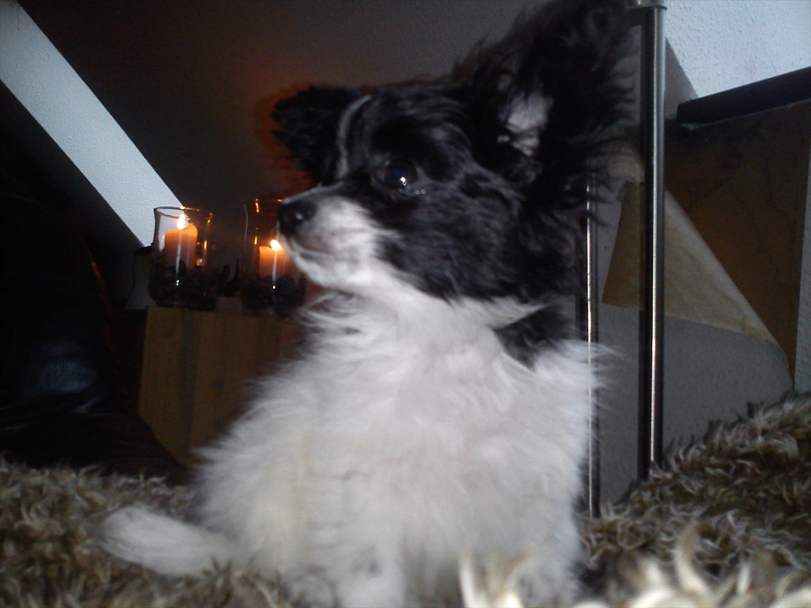 Papillon Putte billede 4