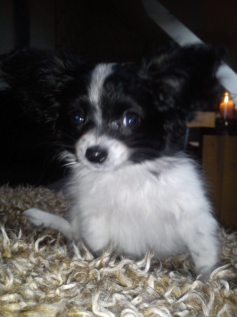 Papillon Putte billede 5