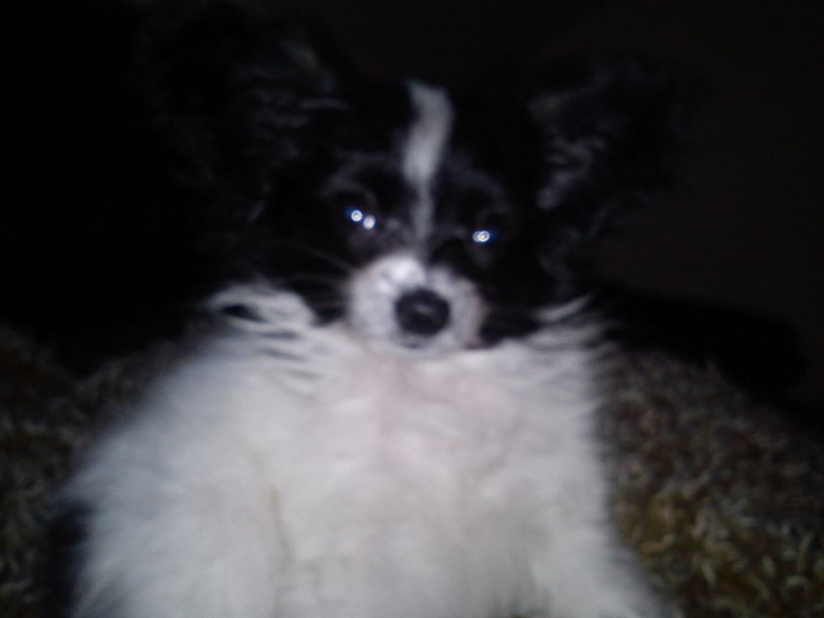 Papillon Putte - En rigtig lille bamse (:  billede 6