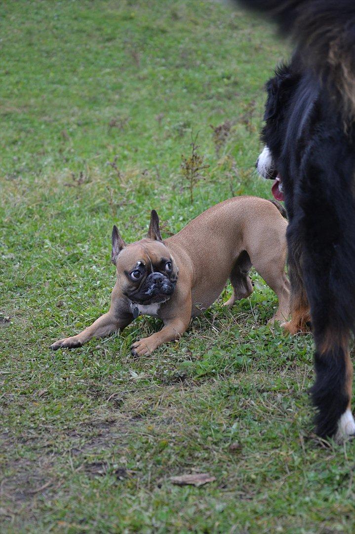 Fransk bulldog Willie - 1 år og 4 mdr. Oversavlet. Leger med Amy.  billede 9