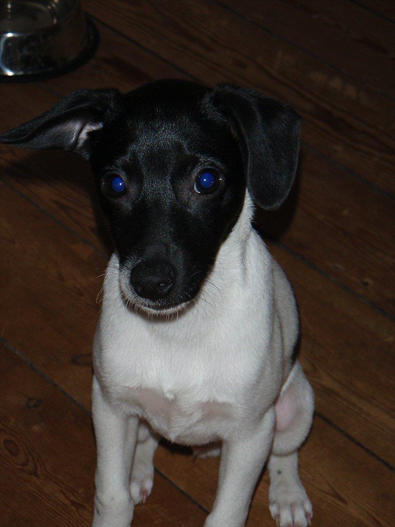 Dansk svensk gaardhund Buster (d. 2.) billede 1