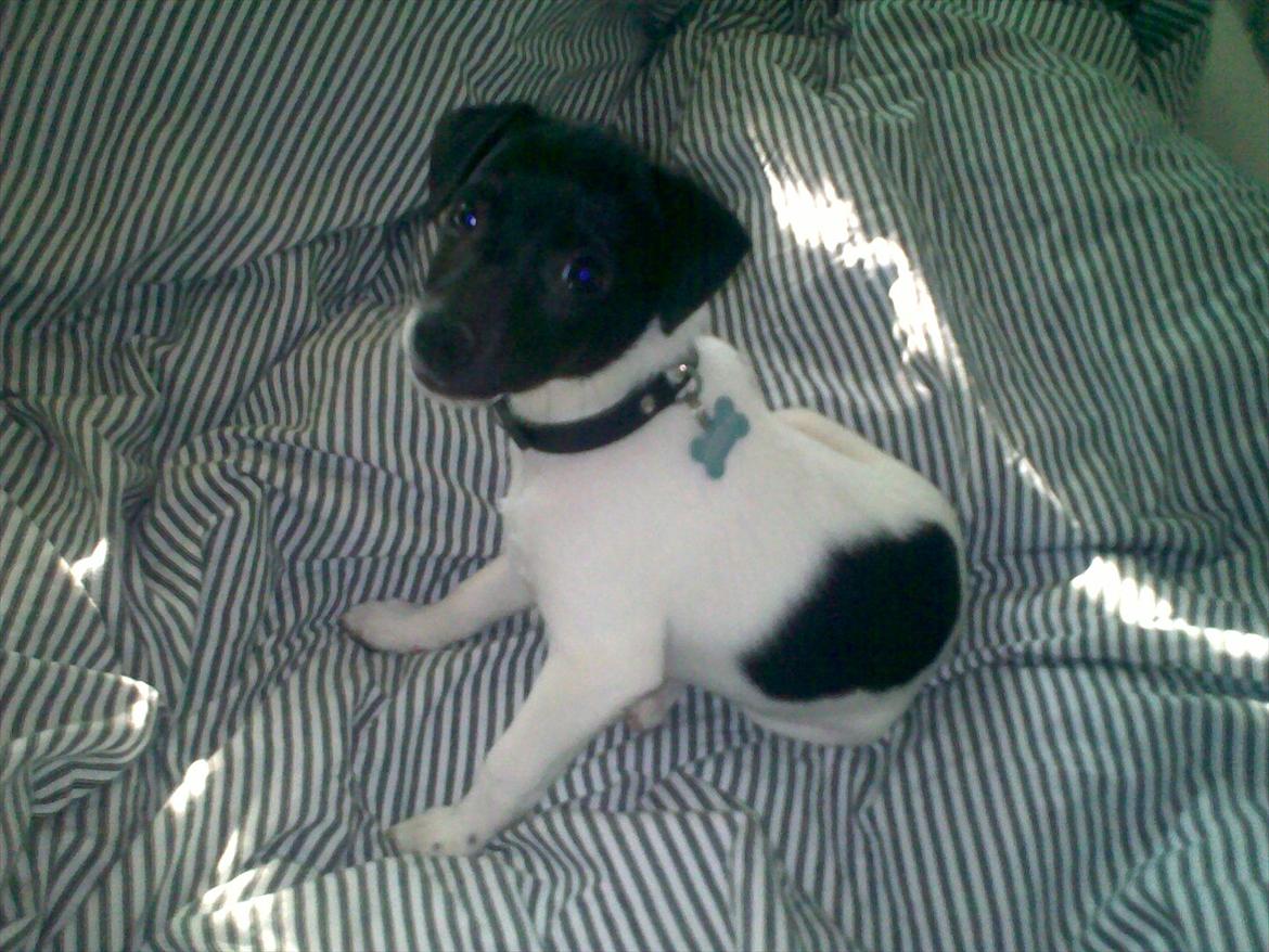 Dansk svensk gaardhund Buster (d. 2.) billede 2